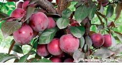 Алыча "Голландская" КРУПНОМЕР 7-8 лет