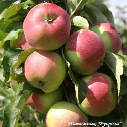 Яблоня колоновидная "Грушовка Качалкина"