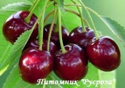 Вишня "Жуковская"