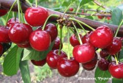 Дюк "Ивановна" КРУПНОМЕР 7-8 лет