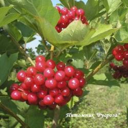 Калина "Киевская садовая"