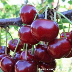 Вишня "Лебедянская" КРУПНОМЕР 7-8 лет