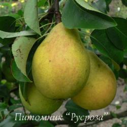 Груша "Скороспелка из Мичуринска" КРУПНОМЕР 7-8 лет