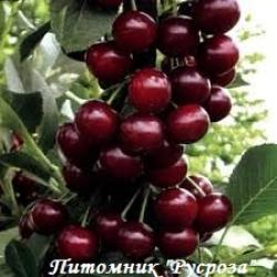 Вишня "Облачинская"