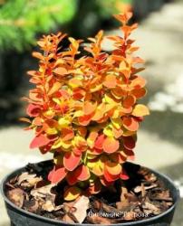 Барбарис Тунберга "Orange Ice" (Berberis Thunbergii)