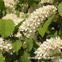 Черемуха "Поздняя радость"