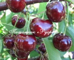 Дюк "Причуда" КРУПНОМЕР 7-8 лет