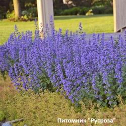 Котовник Фассена "Senior" (Nepeta faassenii)