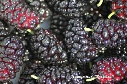 Шелковица "Сиреневая"