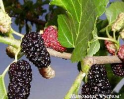 Шелковица "Смуглянка"