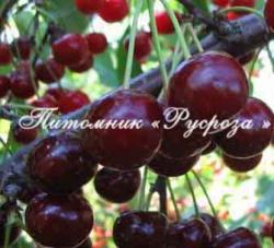 Дюк "Спартанка" КРУПНОМЕР 7-8 лет