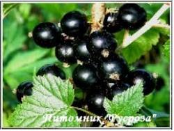Смородина черная "Стрелец"