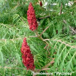 Сумах оленерогий Диссекта (Rhus typhina Dissecta)