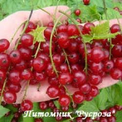 Смородина штамбовая красная "Татран"