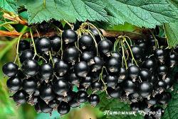 Смородина штамбовая черная "Тибен"