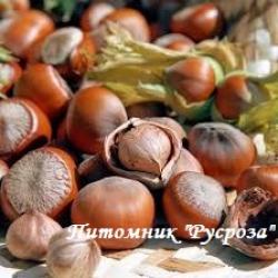 Фундук "Трапезунд"