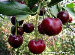 Вишня "Владимирская" КРУПНОМЕР 7-8 лет
