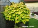 Клен остролистный "Голден Глоб" (Acer platanoides 'Golden Globe')