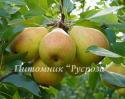 Груша "Елена" КРУПНОМЕР 7-8 лет