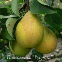 Груша многосортовая КРУПНОМЕР 7-8 лет