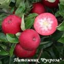 Яблоня колоновидная красномякотная