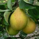 Груша "Скороспелка из Мичуринска" КРУПНОМЕР 7-8 лет