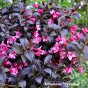 Вейгела цветущая "Минор Блэк" (Weigela florida "Minor Black")