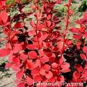 Барбарис Тунберга "Orange Ice" (Berberis Thunbergii)