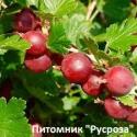Крыжовник "Русский Красный" 4 года