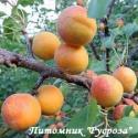 Абрикос "Сардоникс" КРУПНОМЕР 7-8 лет