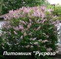 Сирень венгерская (Syringa josikaea)