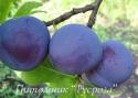 Слива "Заречная ранняя" КРУПНОМЕР 7-8 лет