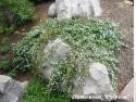 Спирея стелющаяся (Spiraea decumbens)