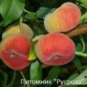 Персик инжирный "Владимирский"
