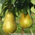Груша "Выжница"
